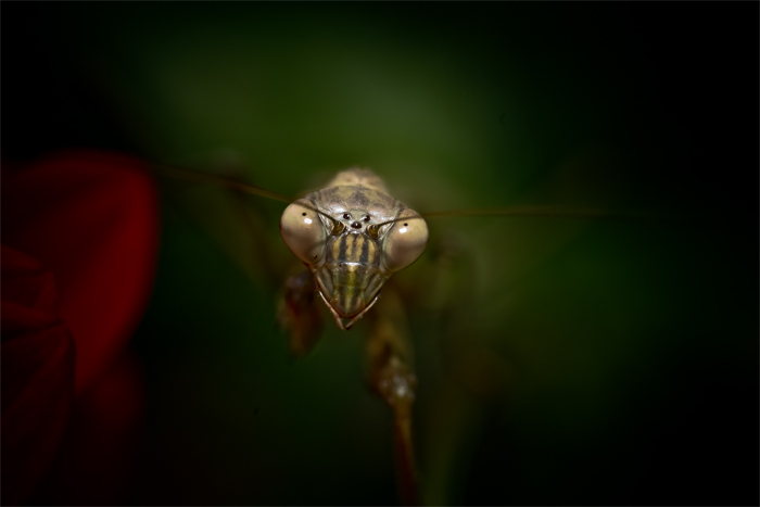 8th mantis by Scott Nadow