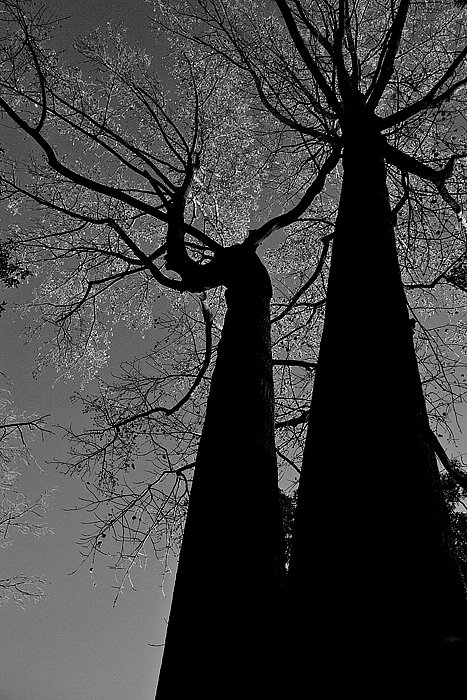 Tree Profile