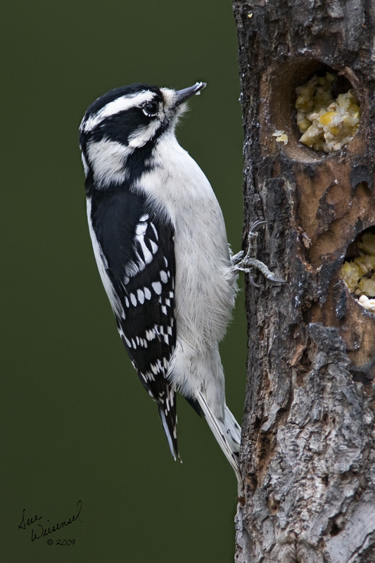 Downy Woodpecker, Female