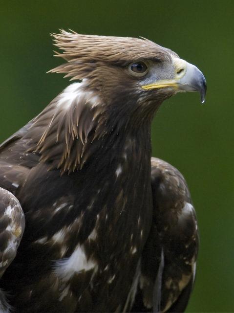 Golden Eagle_U3V3279 copy.jpg