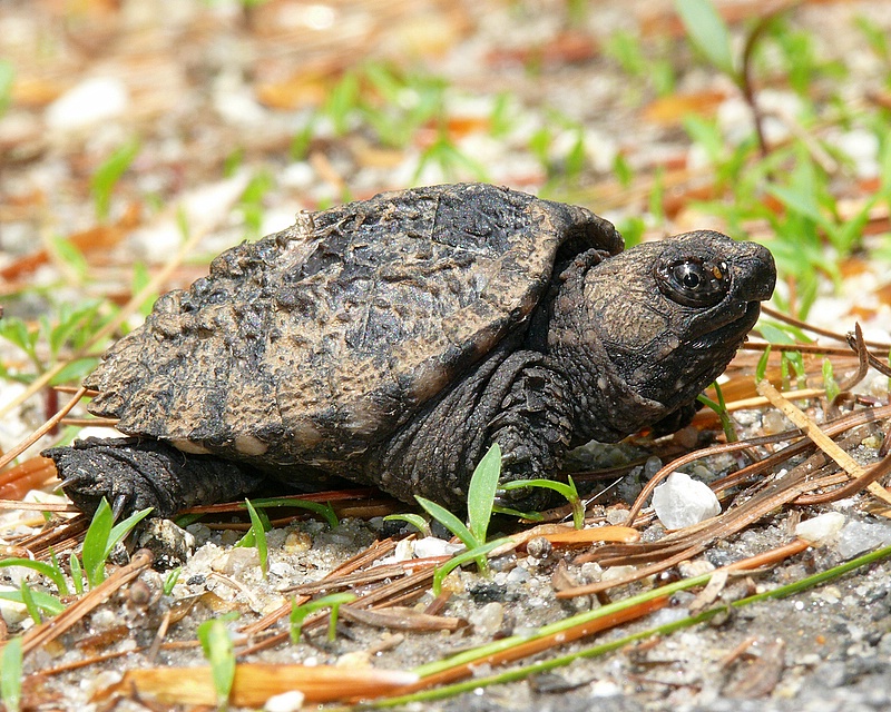 Черепаха 9 8. Грифовая черепаха. Каймановая черепаха Детеныши. Черепаха для новорожденных. Каймановая черепаха маленькая.