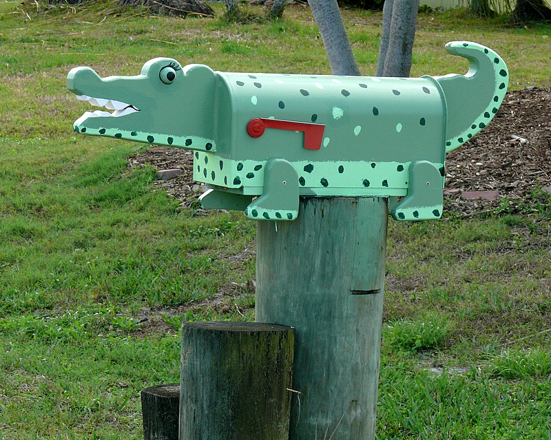 Alligator