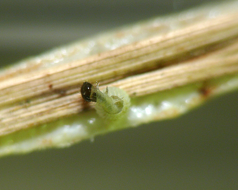 Caterpillar Emerging