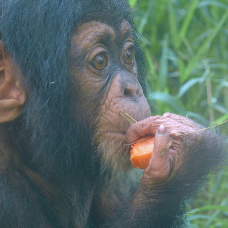  Chimpanzee - Ebi (f) - NC Zoo