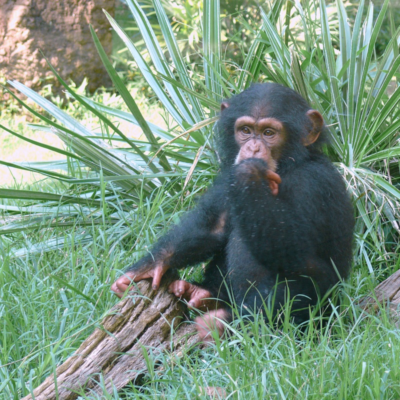 Chimpanzee - Nori (f) - NC Zoo