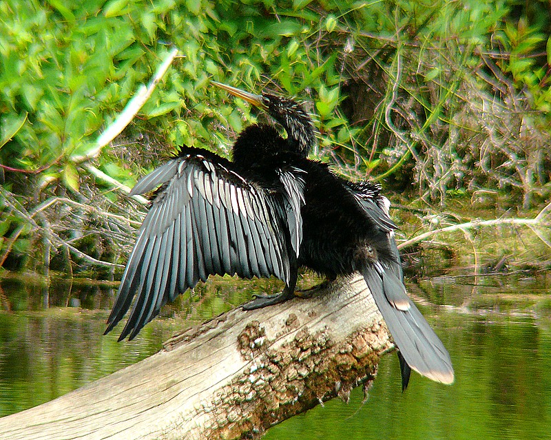 Anhinga -snake bird