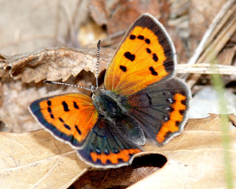 American Copper