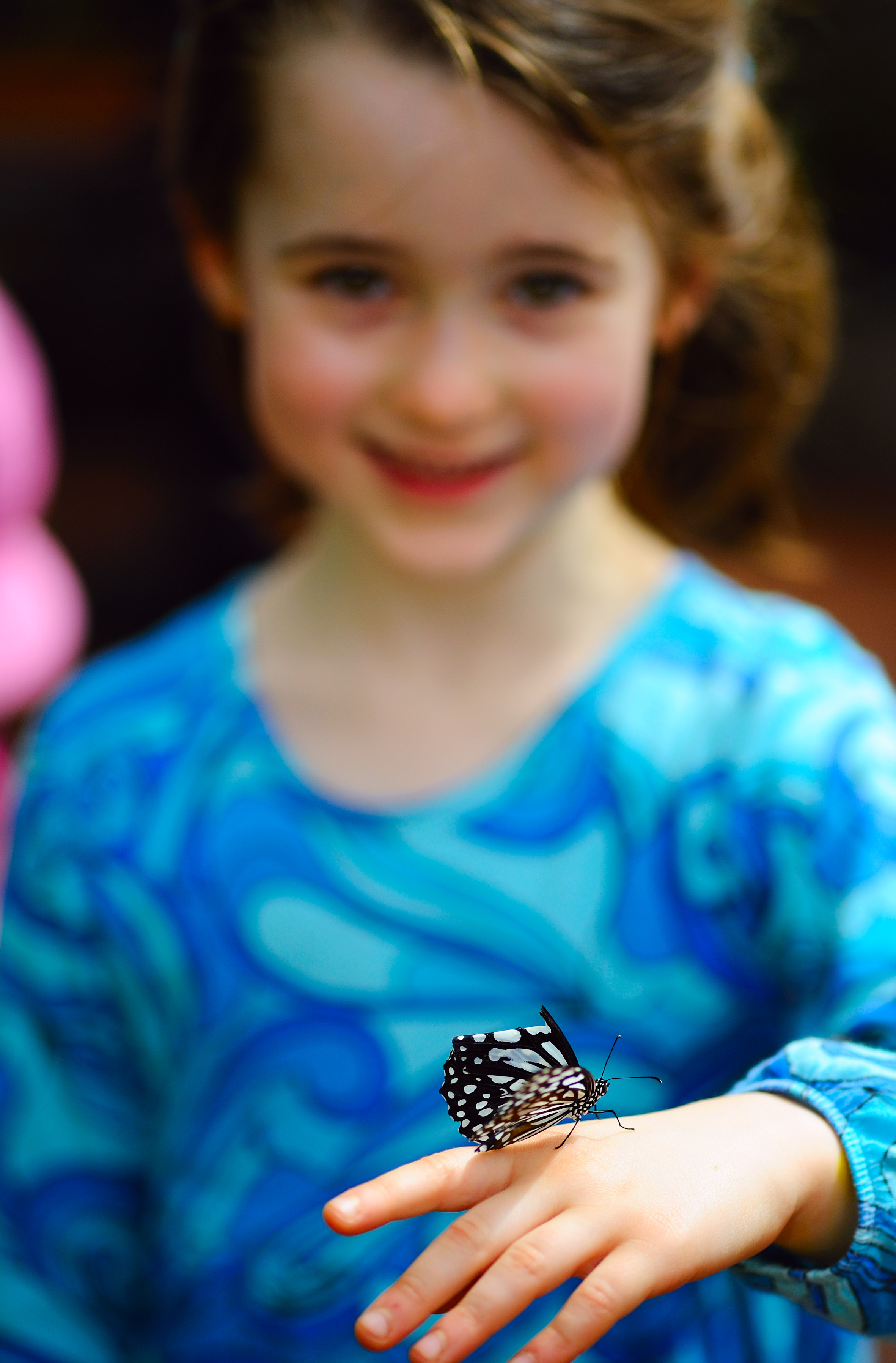 D3B_7729CinciButterflyCropA1.jpg