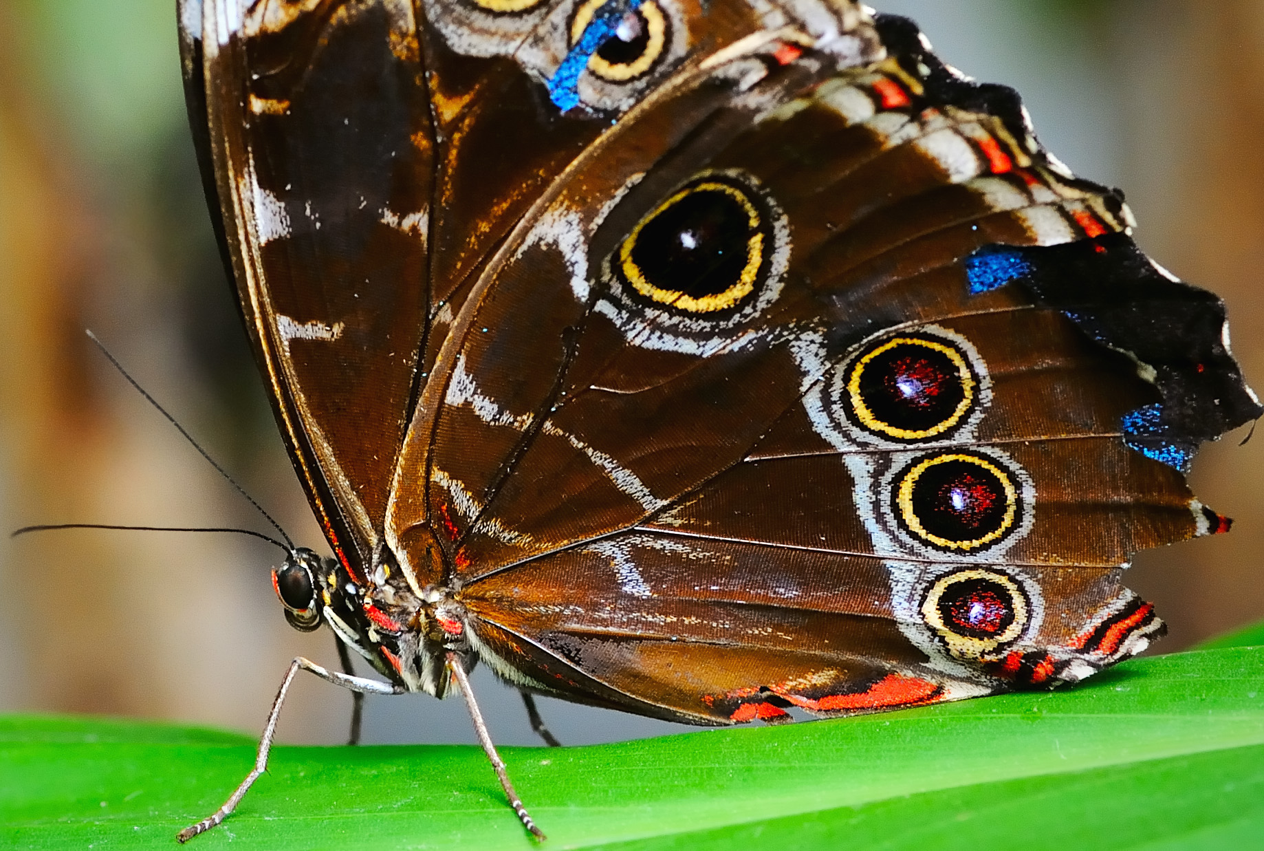 D3B_7035CinciButterflyCropC1.jpg