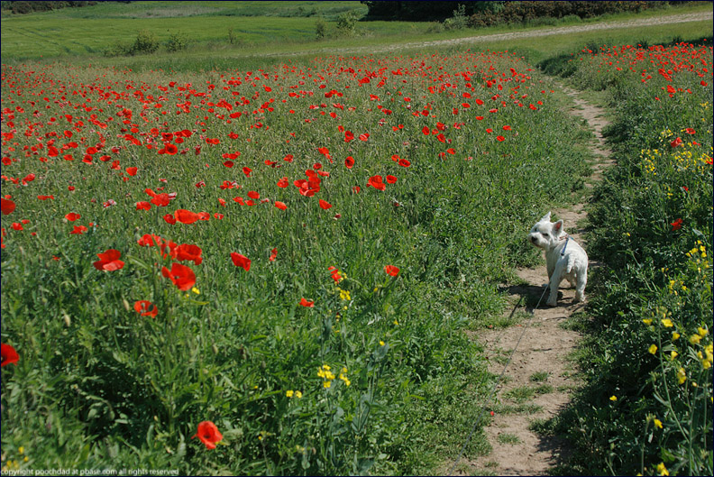 poppy time again!
