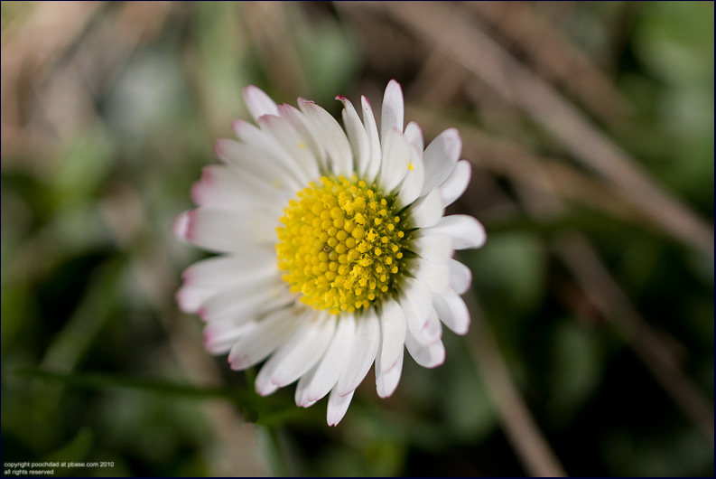 Common daisy - bellis perennis