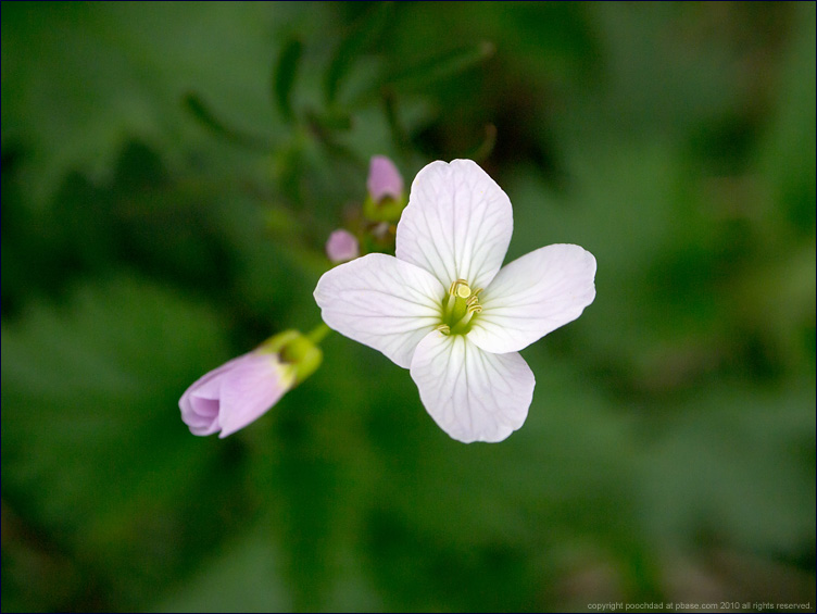 Cuckooflower - cardamine pratensis