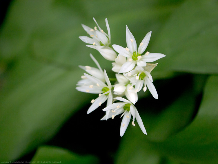 Ramsons (wild garlic) - allium ursinum