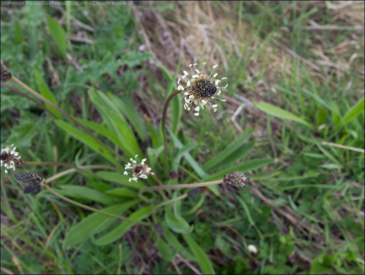 Ribwort plantain - plantago lanceolata