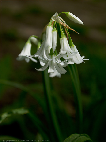 Three-cornered garlic - allium triquetrum