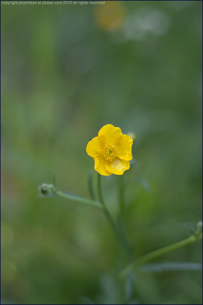 Meadow buttercup - ranunculus acris