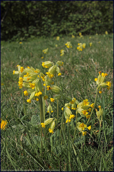 Cowslip - primula veris