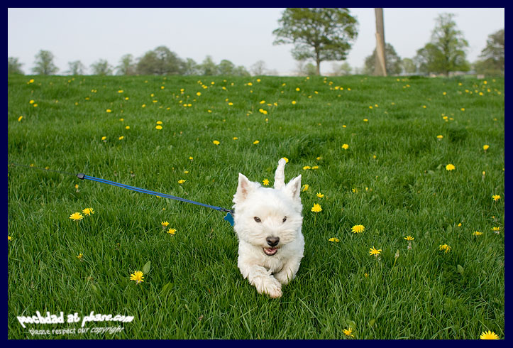 08052008 among the dandelion flowers