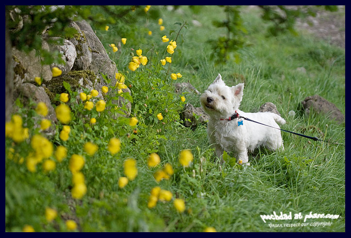 25052008 yellow poppies