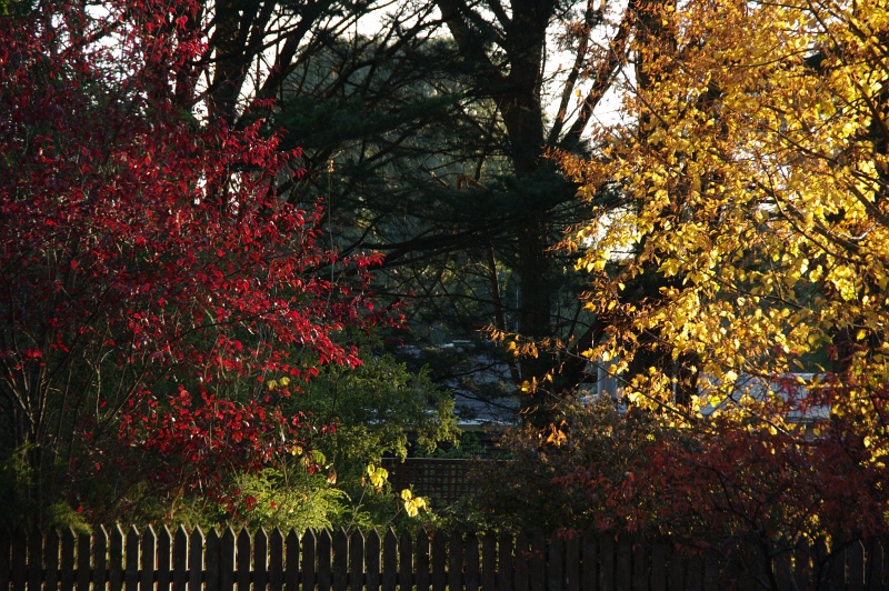 Red and Yellows