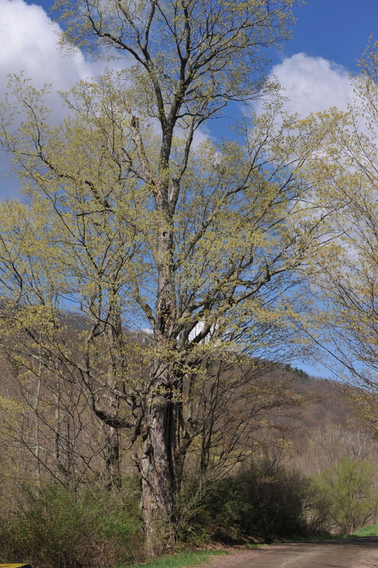 MW4_0562.JPG