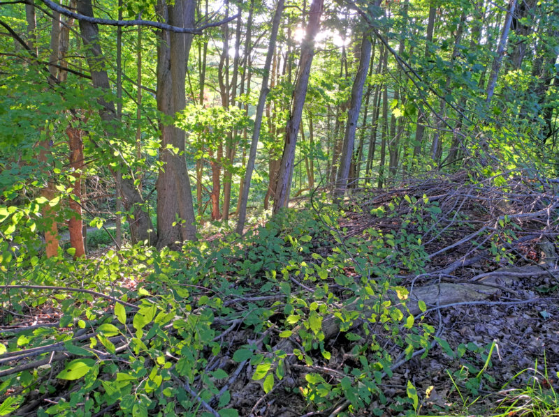 hdr261.jpg