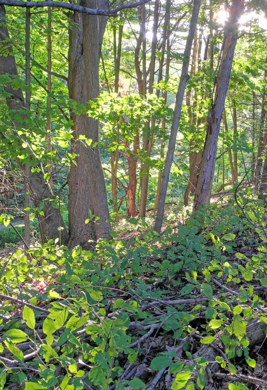 hdr261-1.jpg