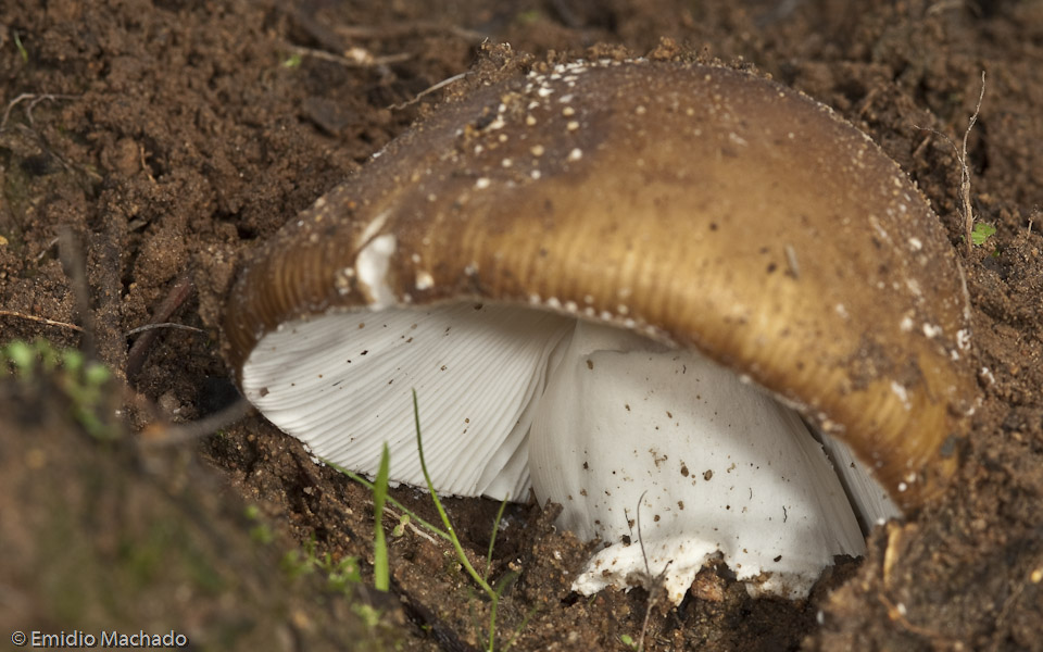 Amanita pantherina_EM99169.jpg