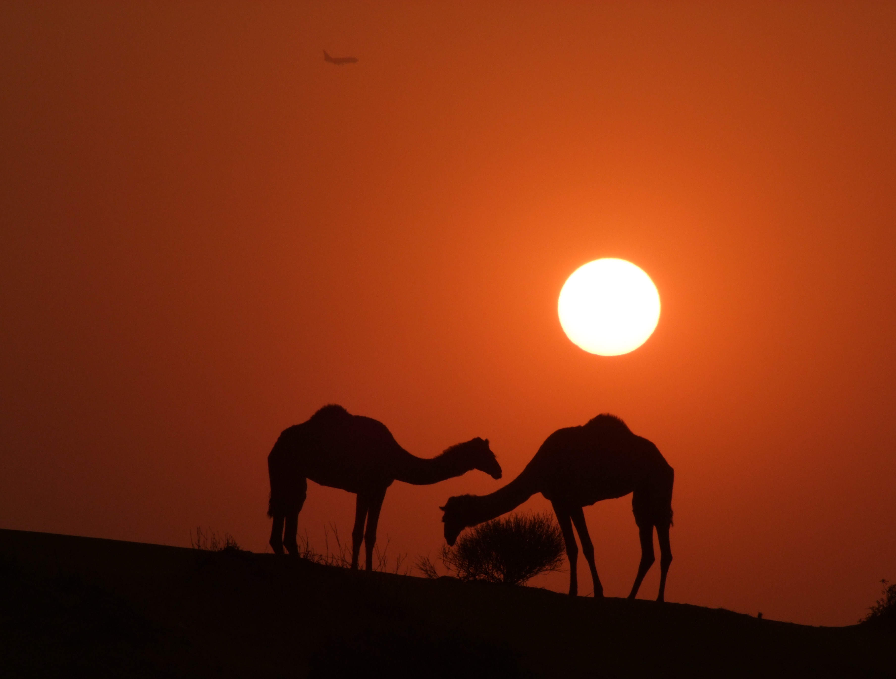 Camels Sharjah Camel Track at Sunset.jpg