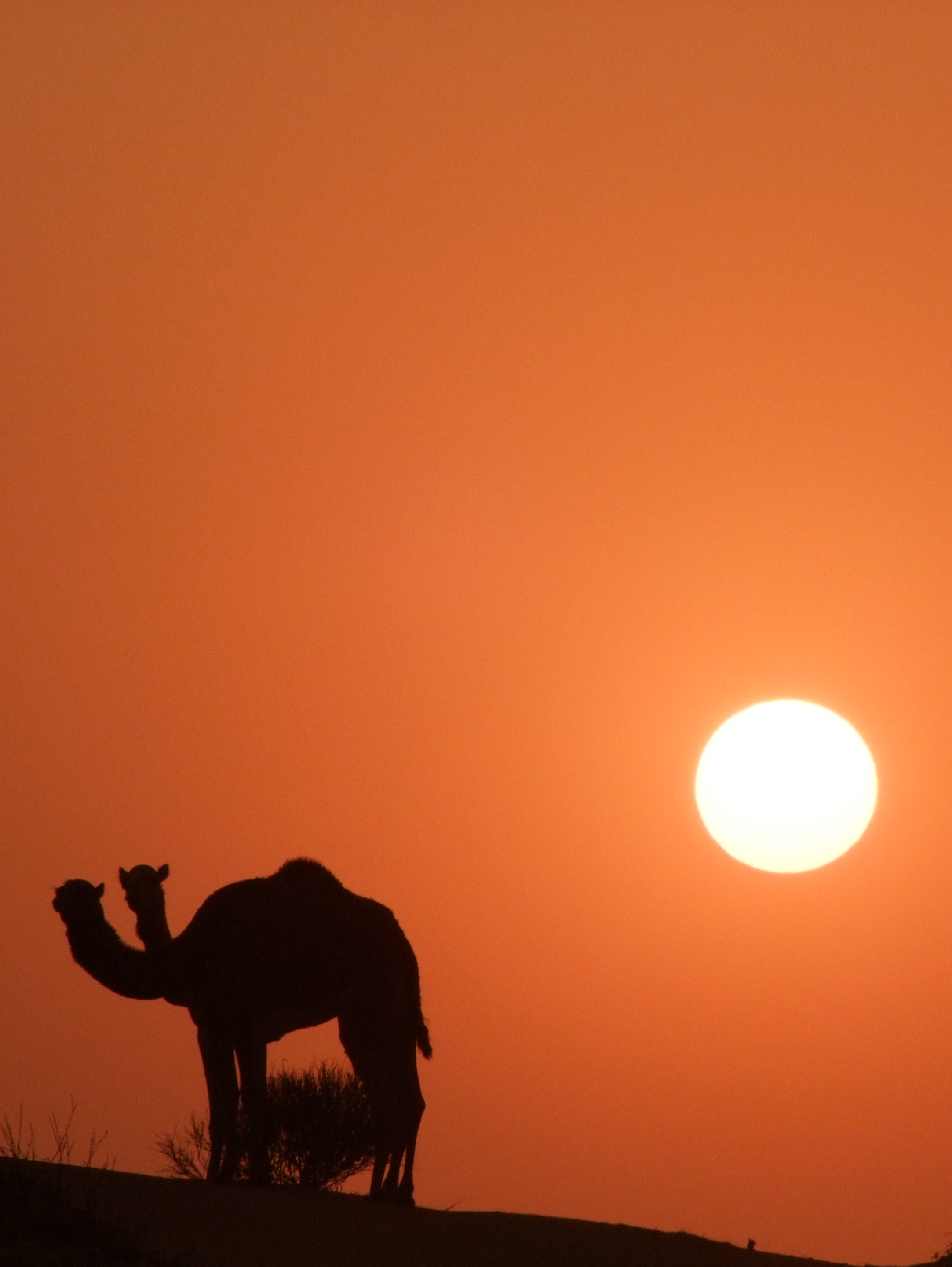 Camels Looking at Sunset.jpg
