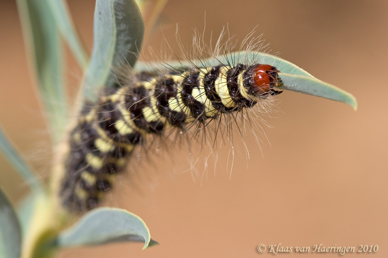 Simyra dentinosa
