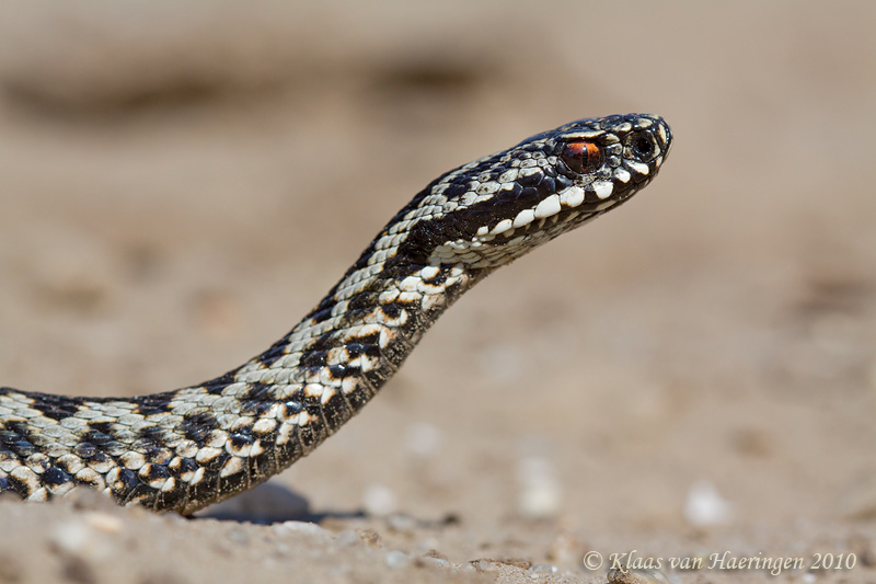 Adder - Vipera berus