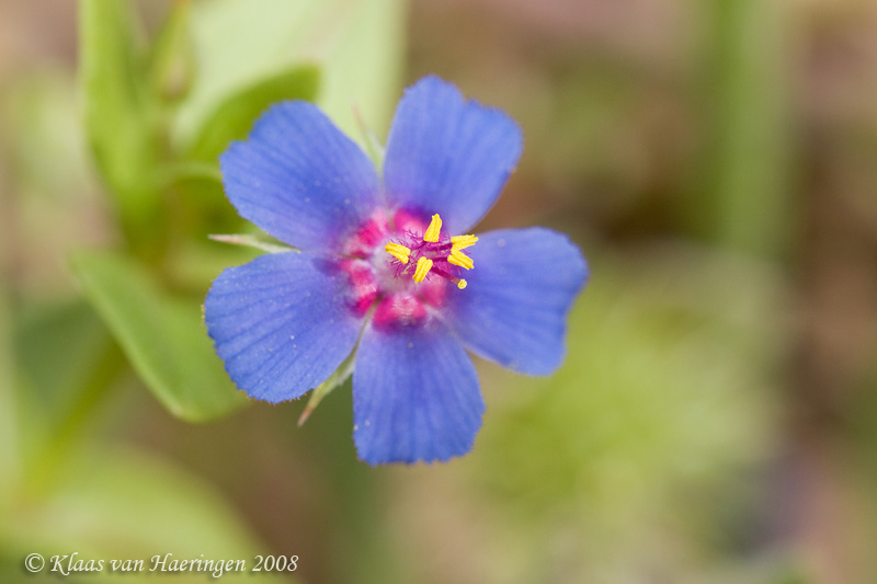 Blauw guichelheil - Blue Pimpernel - Anagallis arvensis coerulea