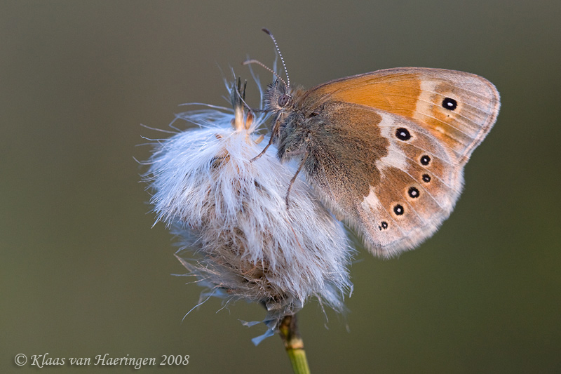 Veenhooibeestje - Large Heath - Coenonympha tullia