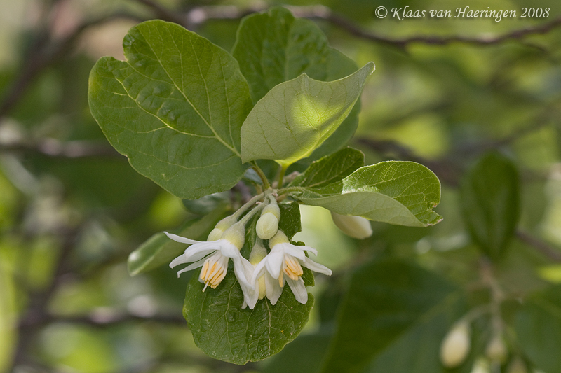 Styrax officinalis