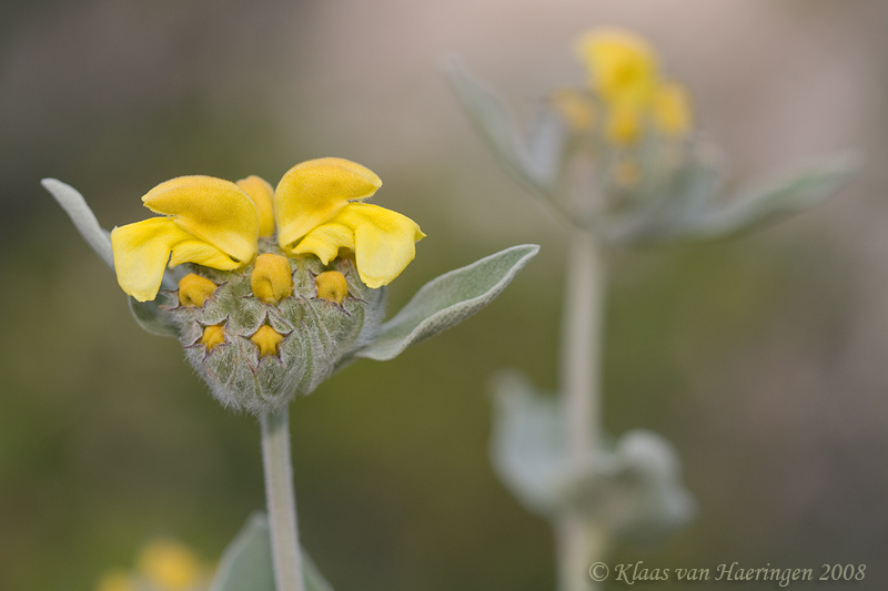 Phlomis spec.