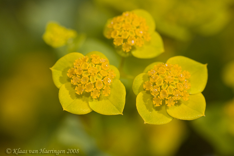 Helioscopia helioscopia