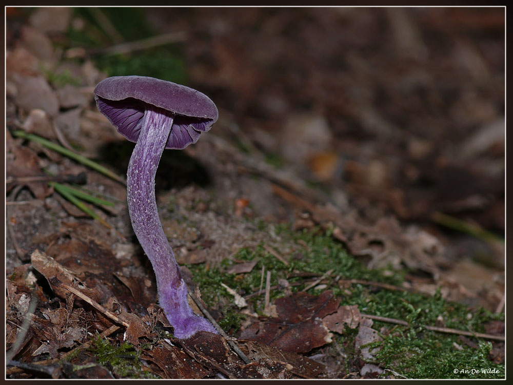 Rodekoolzwam - Laccaria amethystina