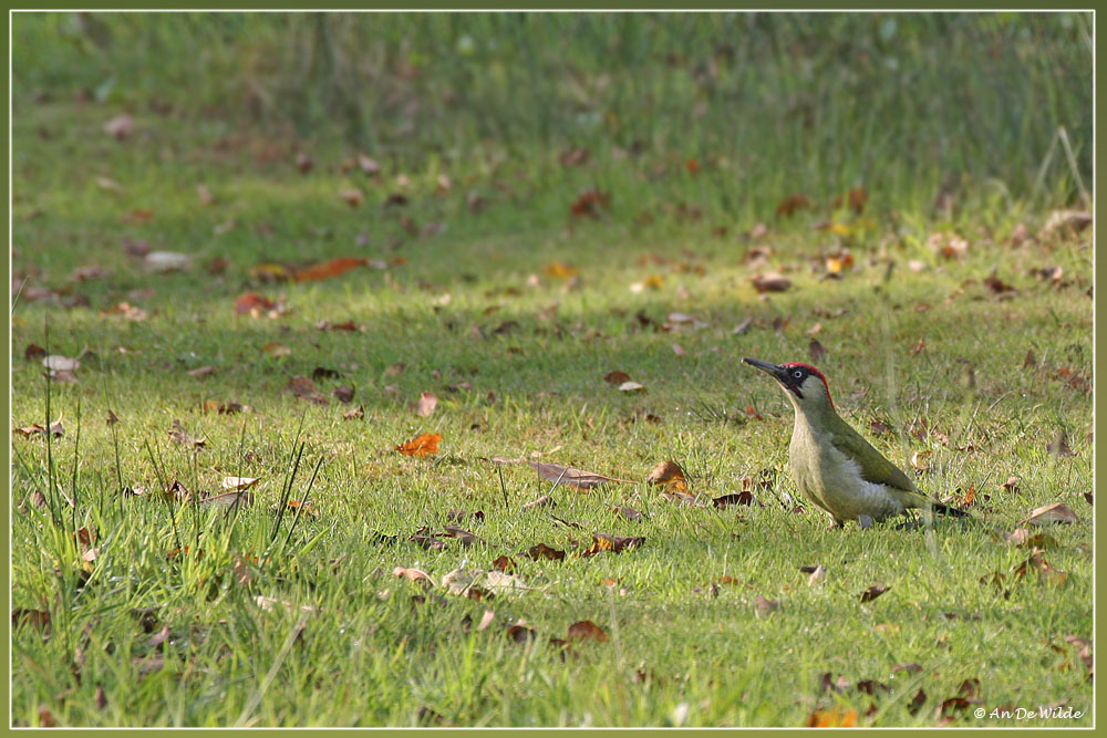 groene specht