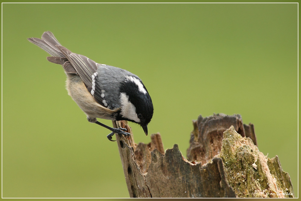 Zwarte mees - Periparus ater