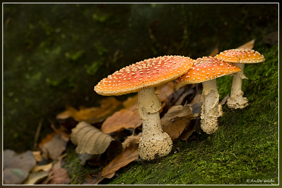 Vliegenzwam - Amanita muscaria