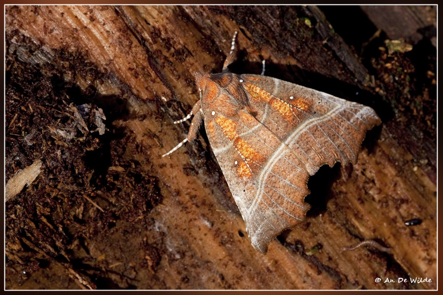 Roesje - Scoliopteryx libatrix