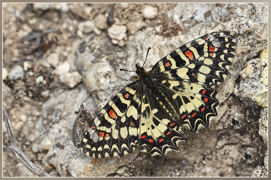 Spaanse pijpbloemvlinder - Zerynthia rumina