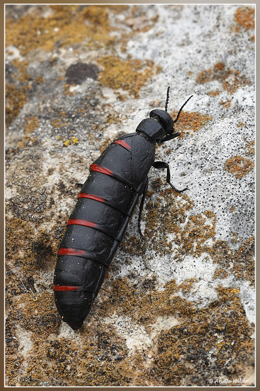 Rood gestreepte oliekever - Meloe Majalis 