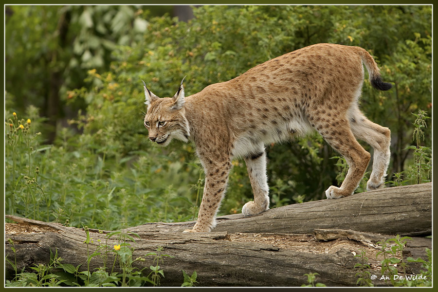 Lynx