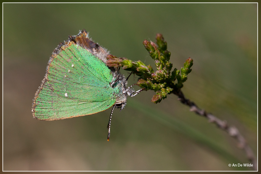 Groentje - Callophrys rubi