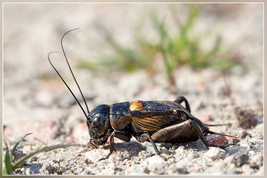 Veldkrekel - Gryllus campestris