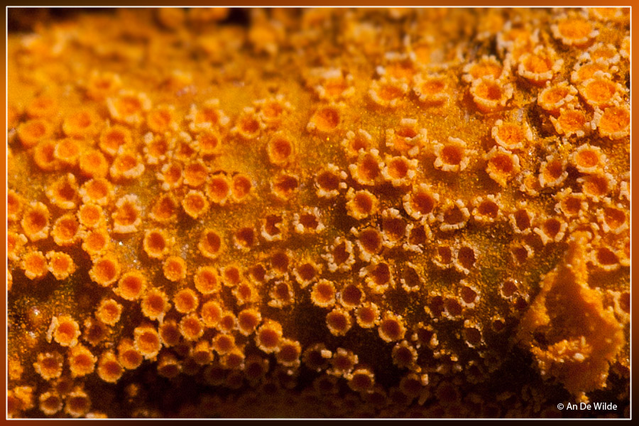 Aecidia van Puccinia coronata Corda