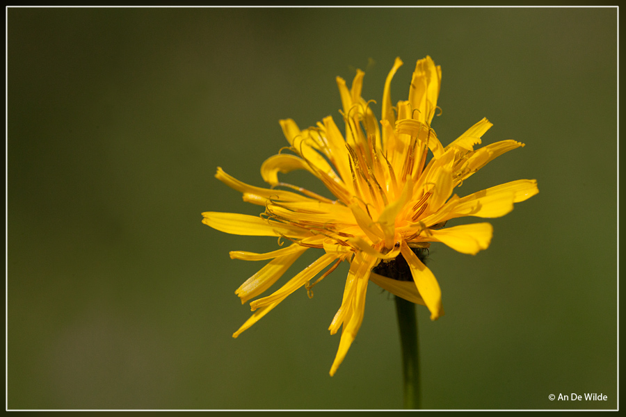 Moerasstreepzaad  - Crepis paludosa