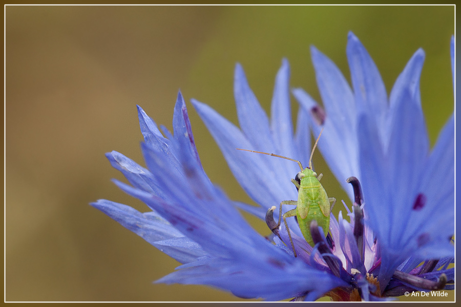 Korenbloem - Centaurea cyanus